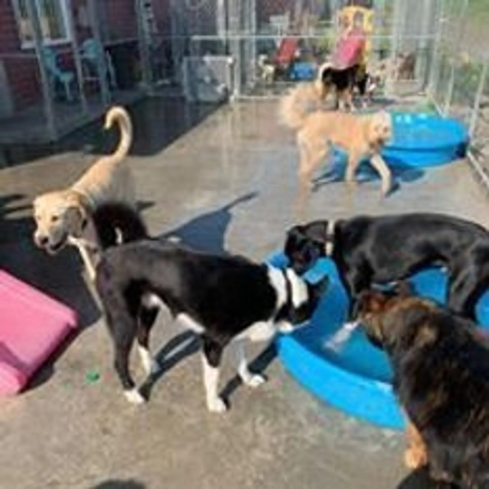 The Lady and the Tramps Paw Resort