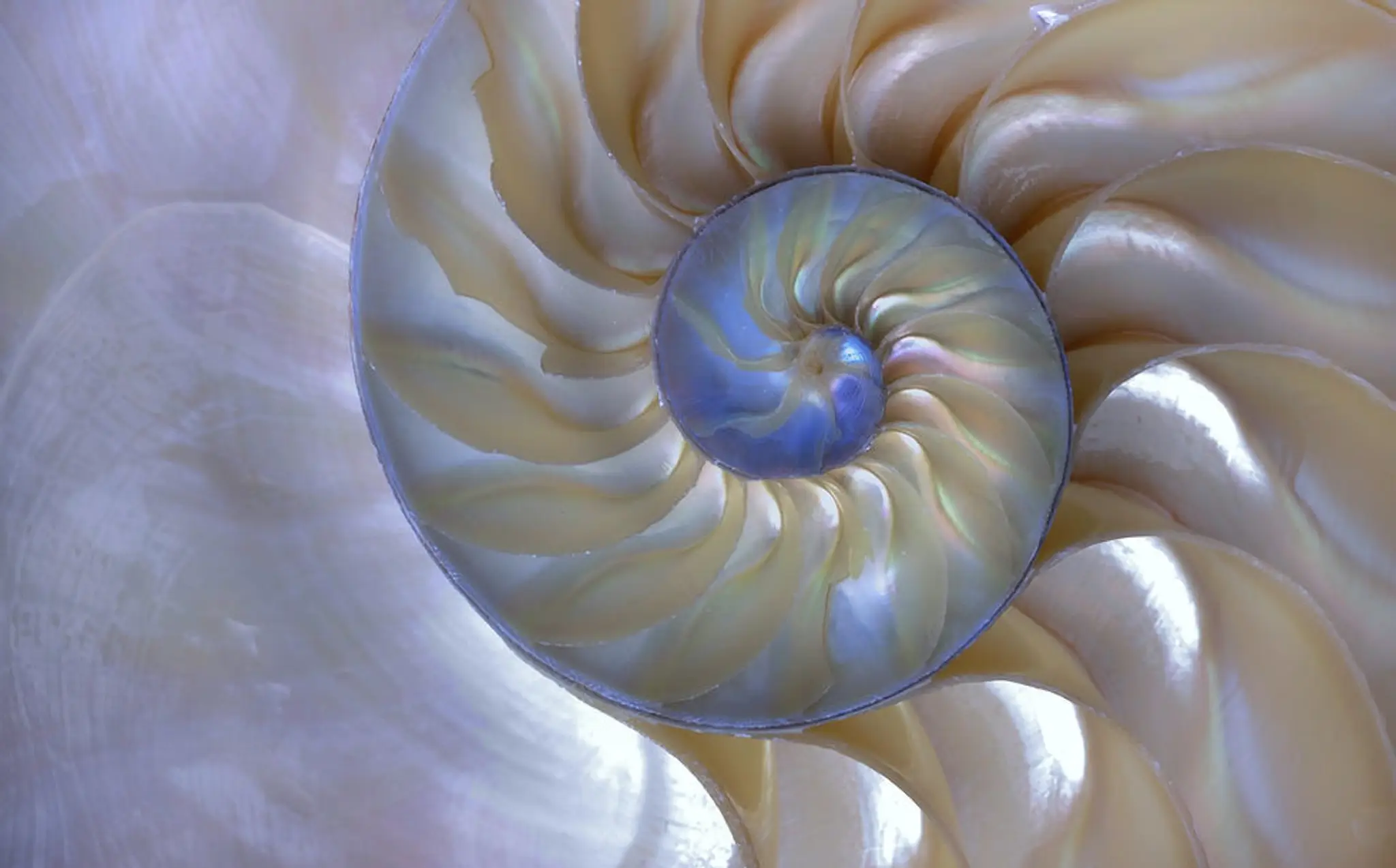 The Complete Trauma Psychotherapist