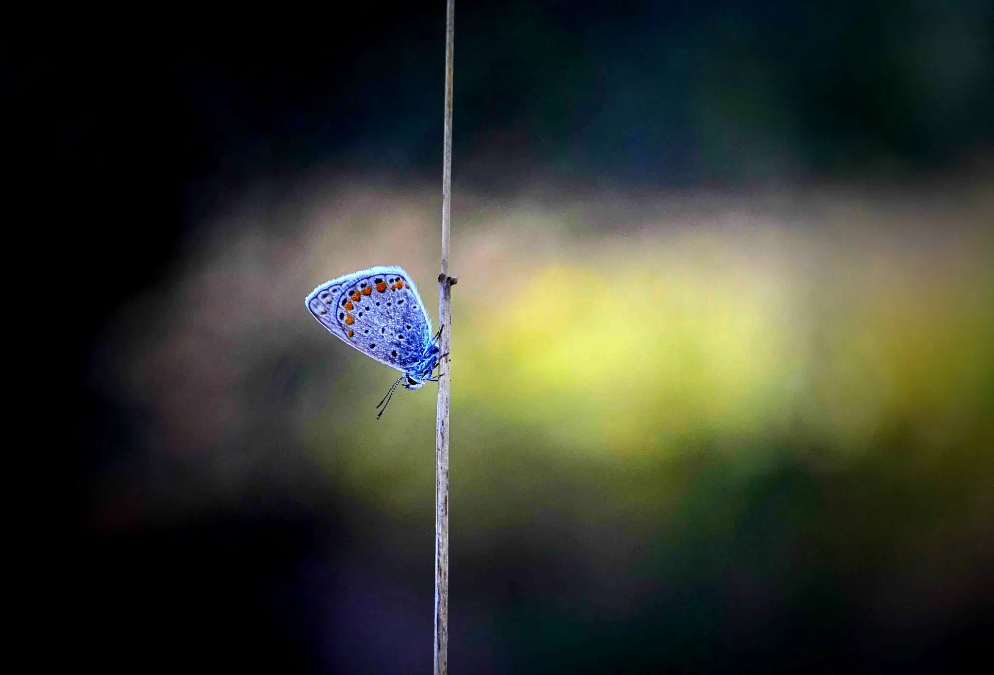 Pascale Eylan Energeticienne