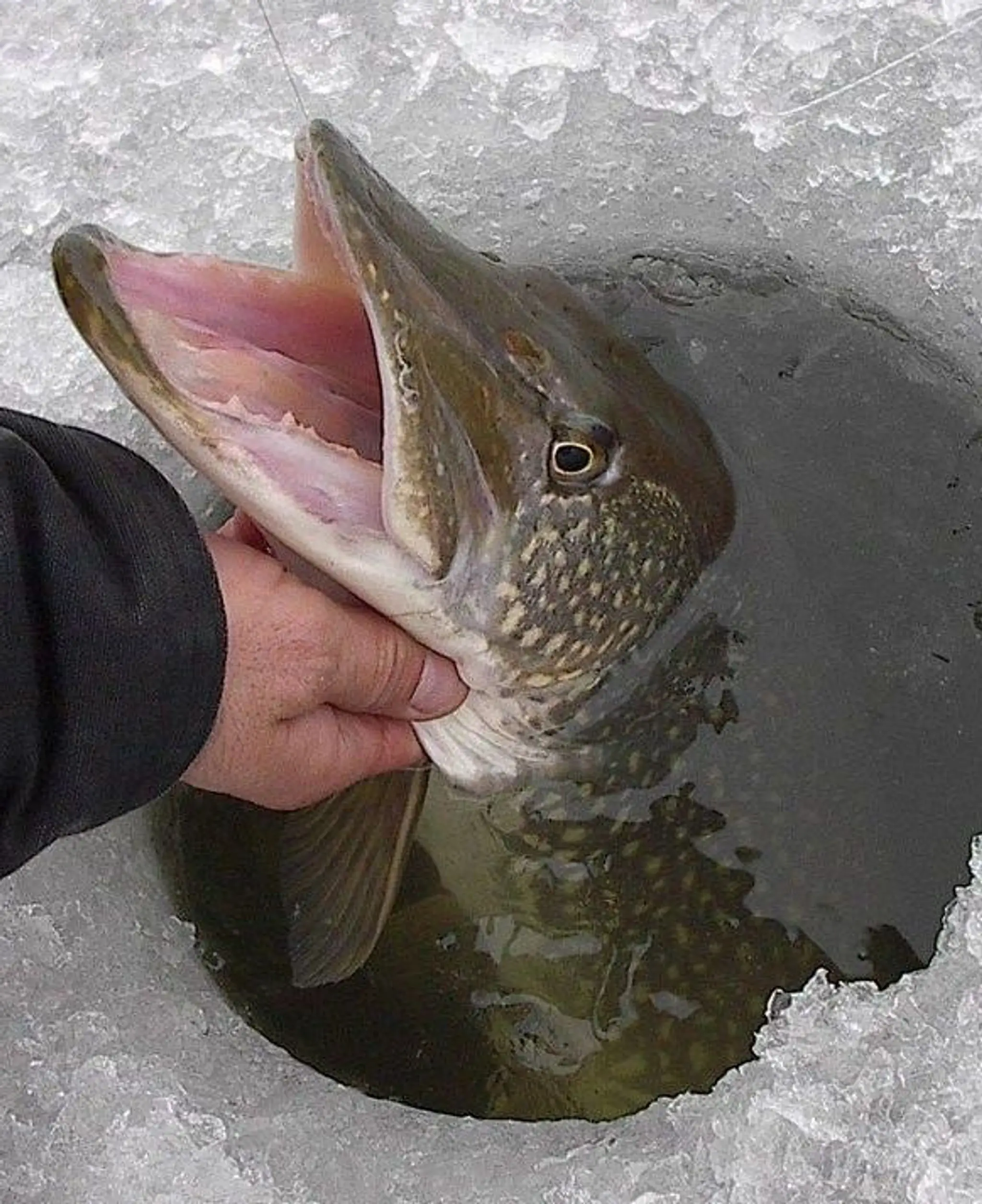 Dalrymple Dave's FISH HUTS