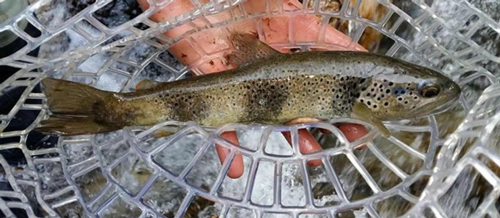 AAPPMA La Gaule Tarine