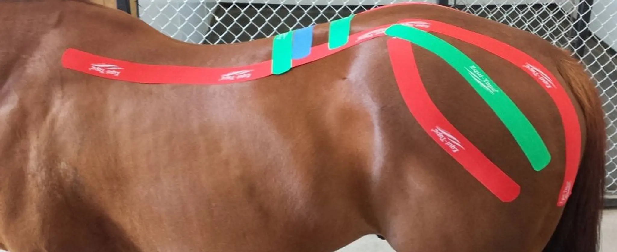 Meadowbrook Equine Therapy