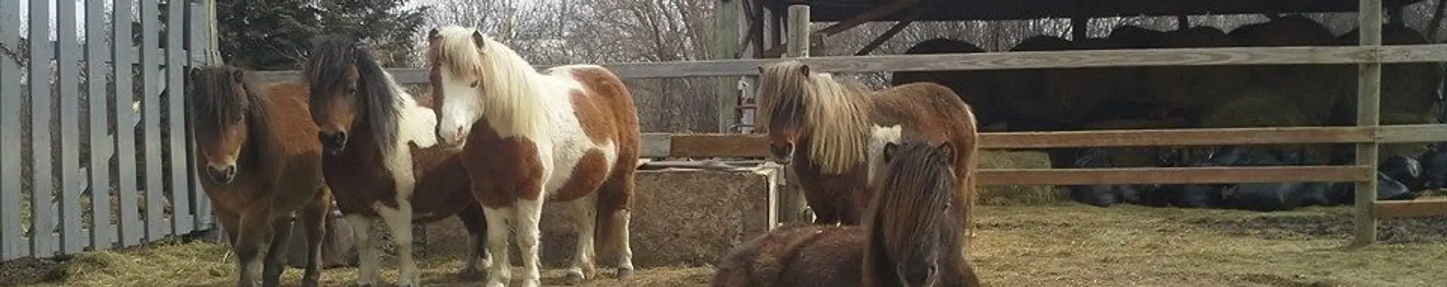 Lead Rope to Learning