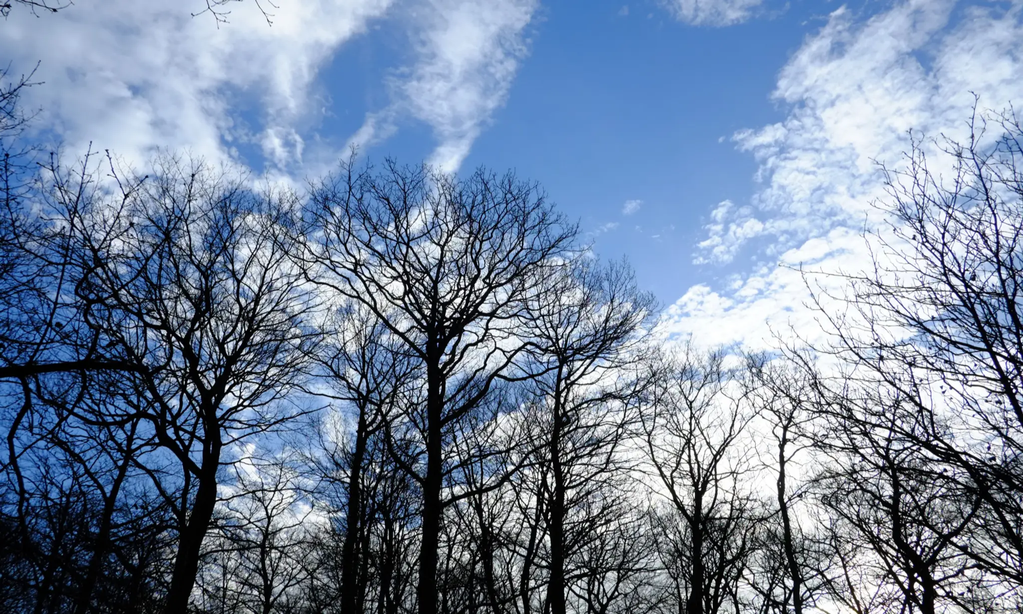 Daoist Internal Arts: Tai Chi, Neigong, Qigong