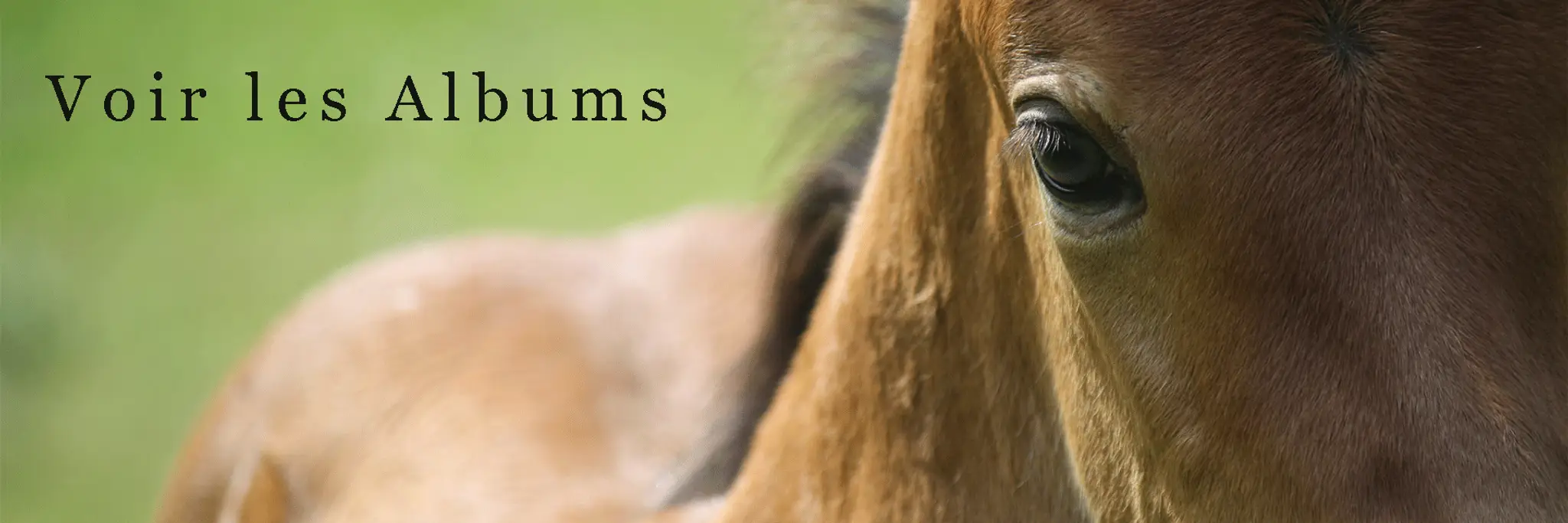 Jouault Equitation