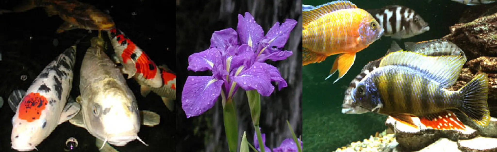 Wildwoods Water Garden Centre (Part of The World of Water Group)