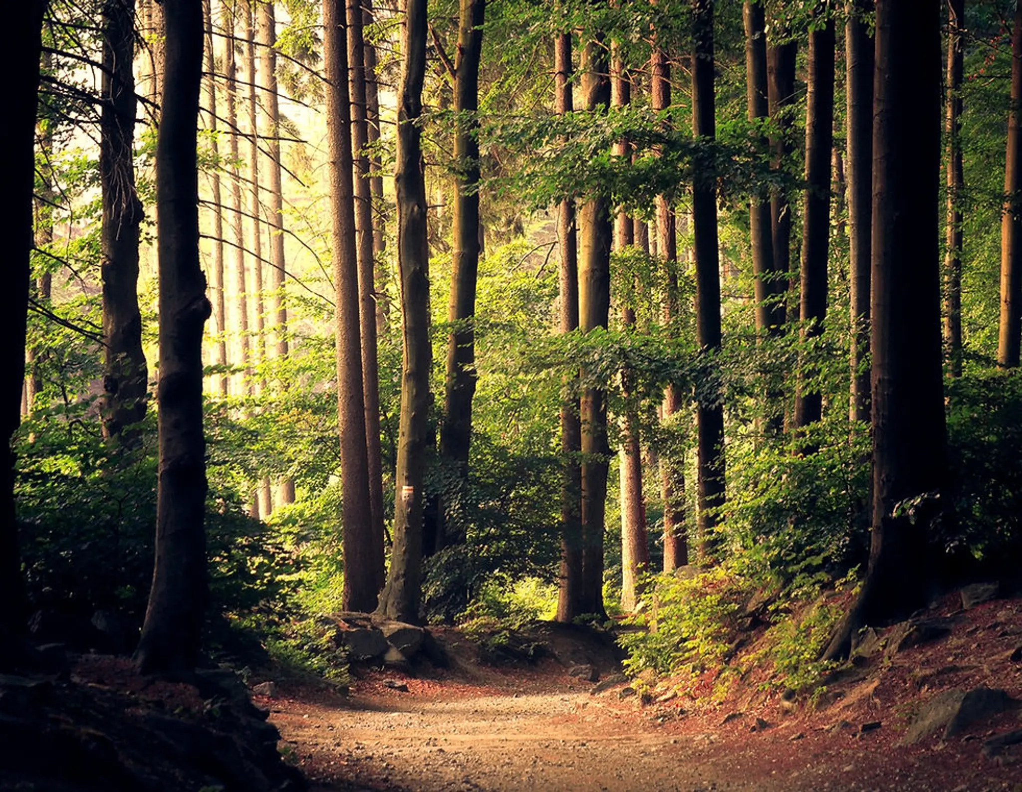 Aspire 4 Health Specialist Health & Fitness Consultant & Personal Training