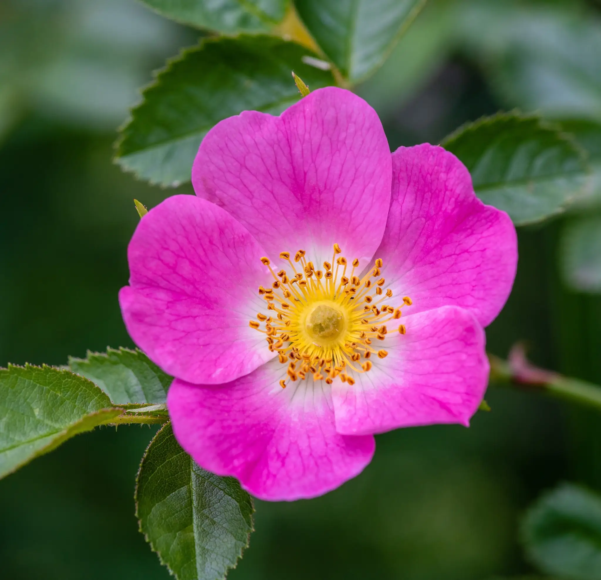 Embodied Rose Wellness