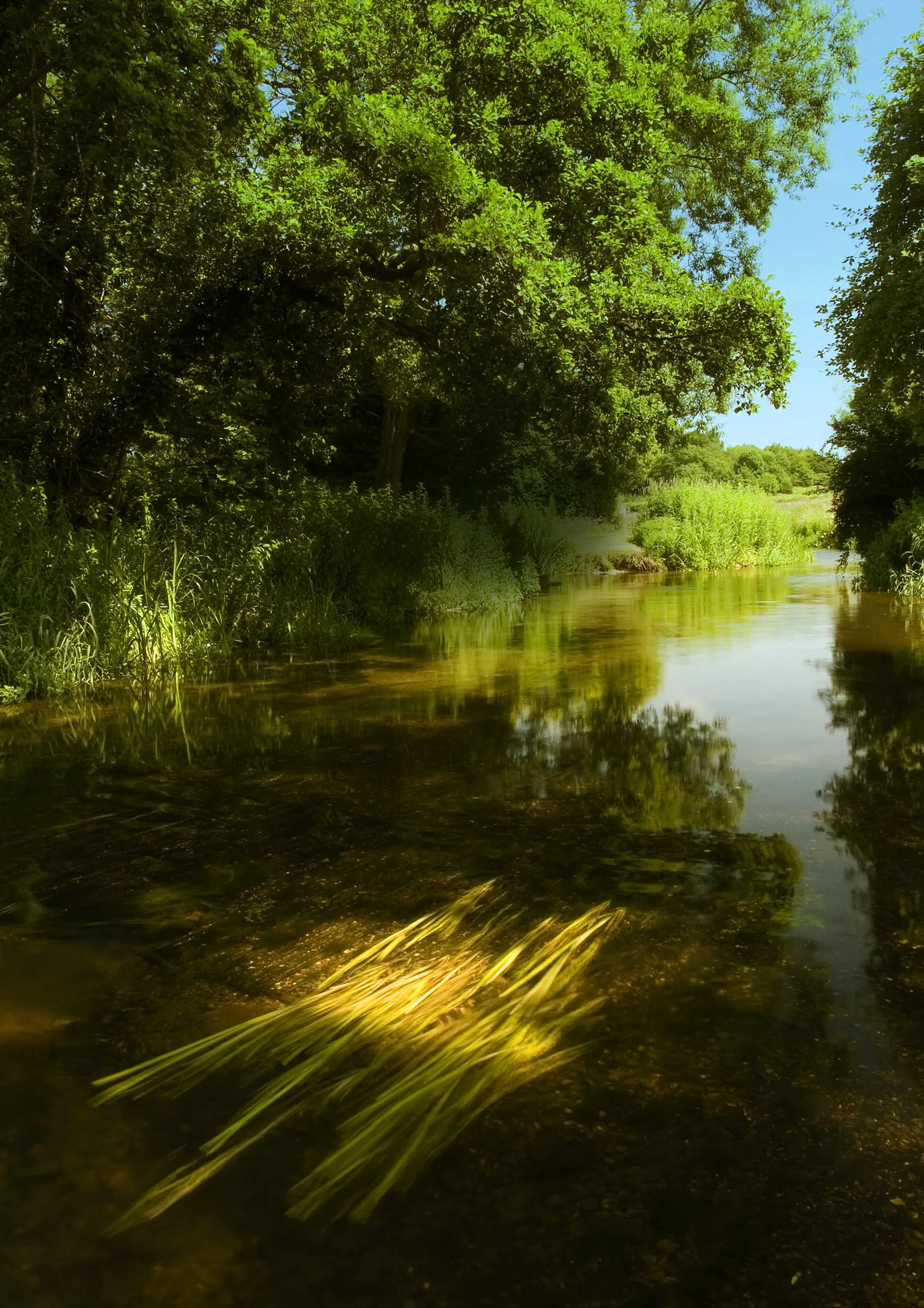 Bintry Mill Trout Fishery