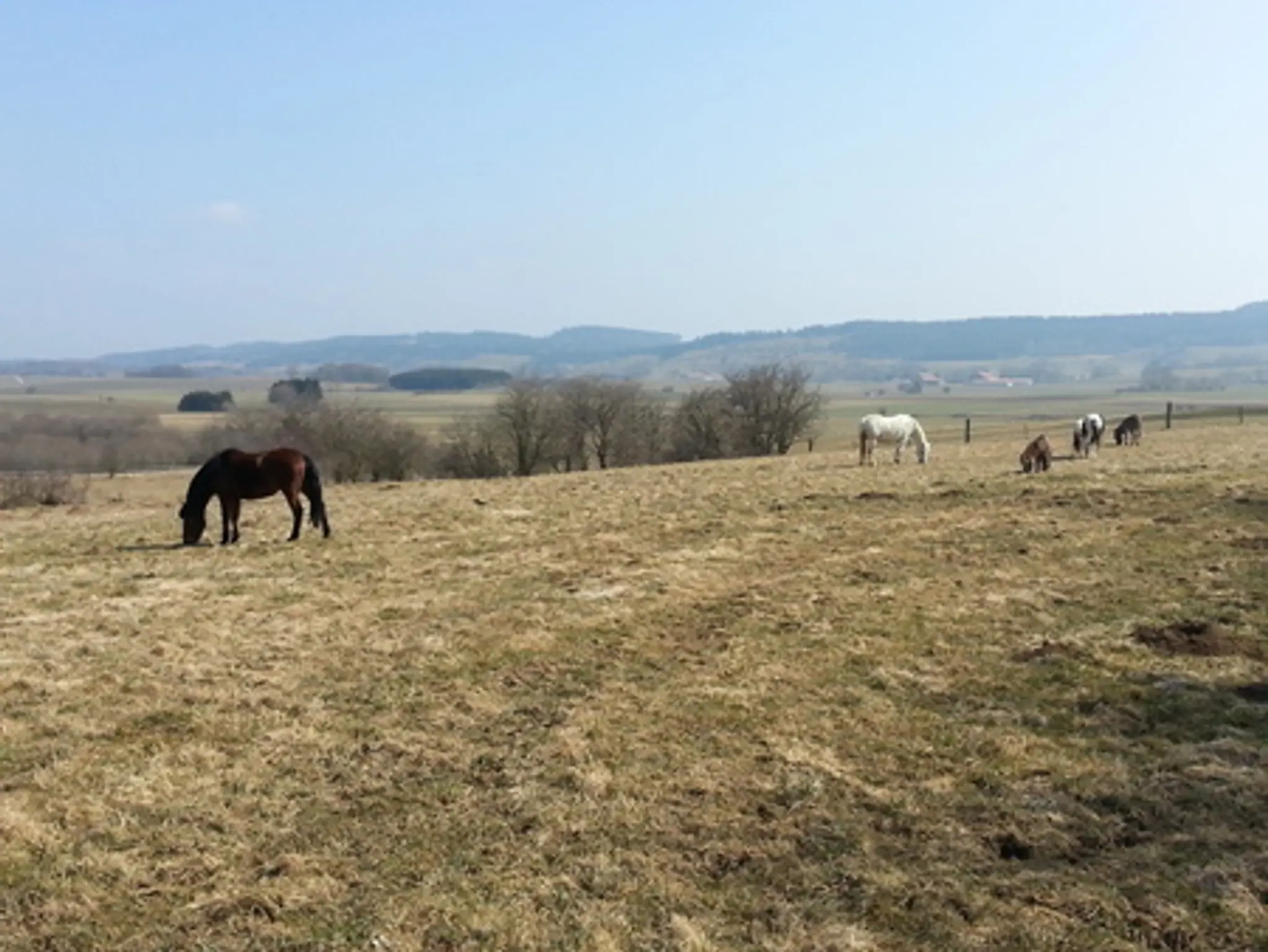 Pierrefont'équitation