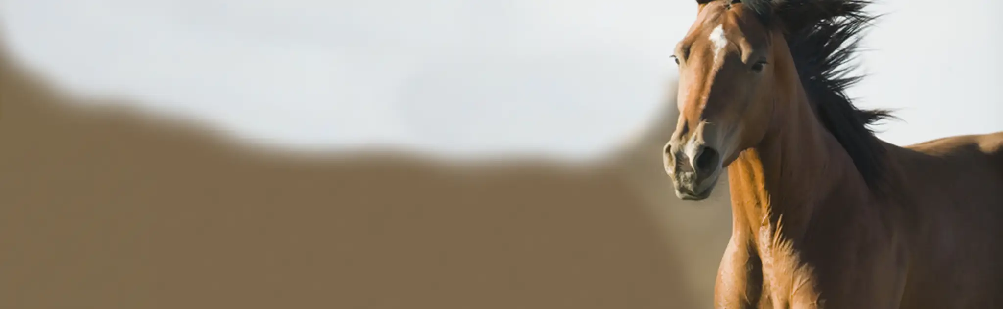 Meadows Equestrian Centre