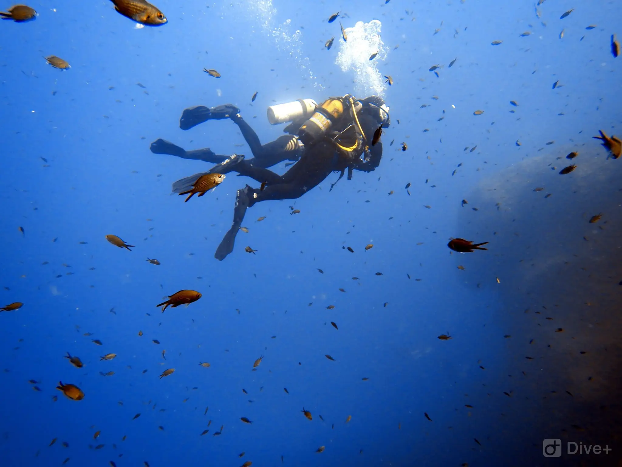 Bedford Scuba Divers Club