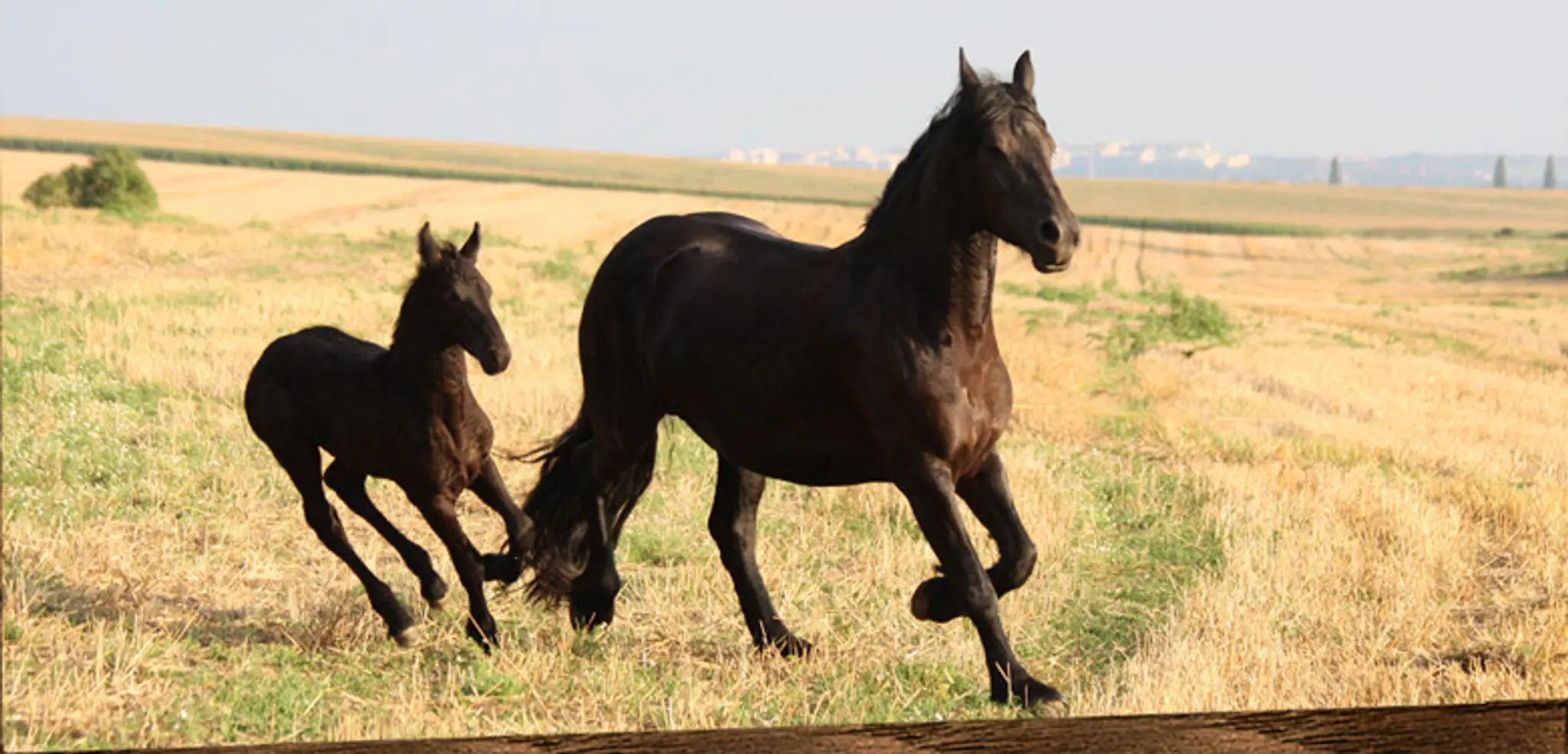 FRÍZSKY DVOR - jazdenie na koni