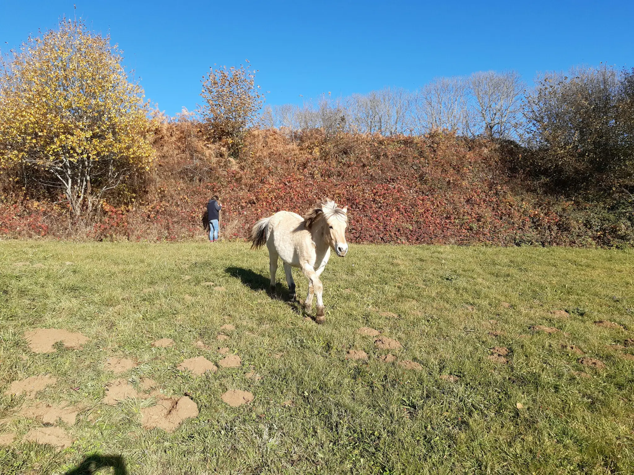 La Ferme Équestre Des Burons