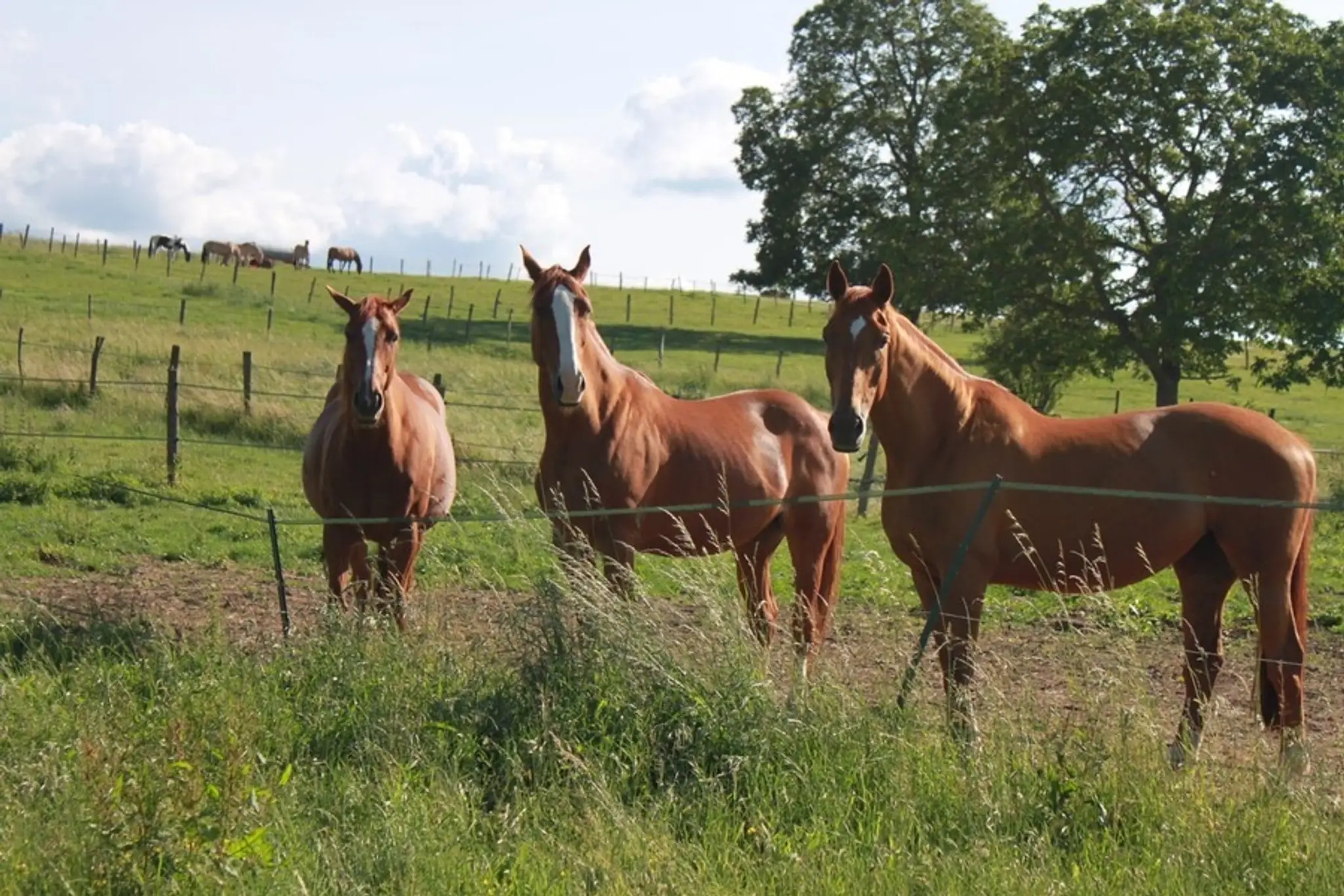 Pony Club Les Cecoignels