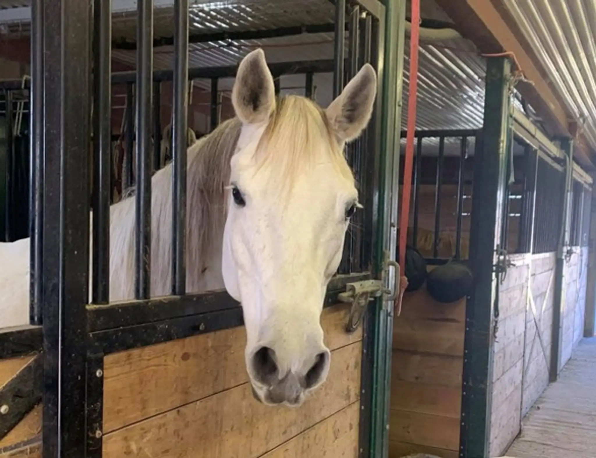 Bridlewood Equestrian