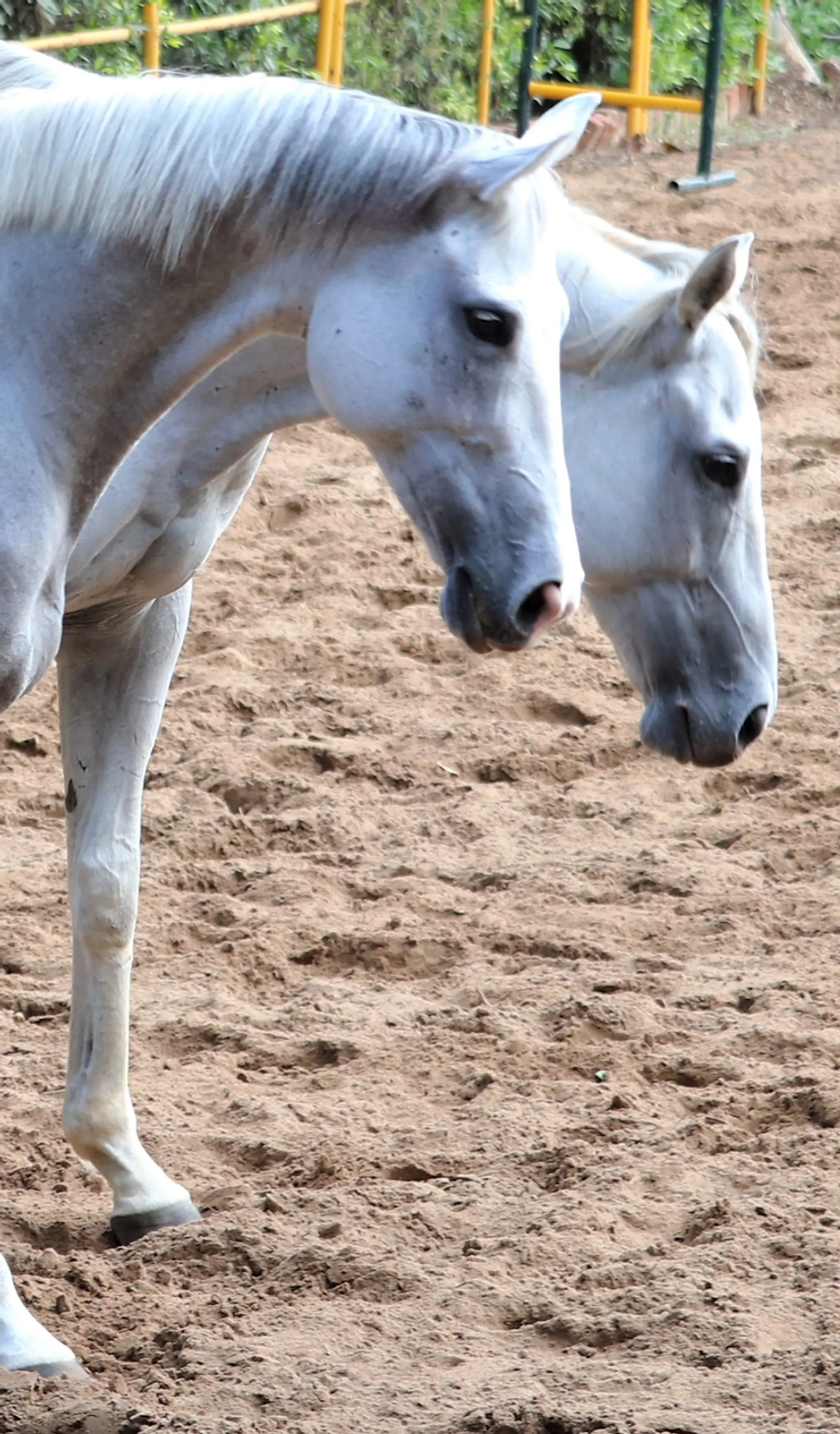 Chennai Equitation Centre