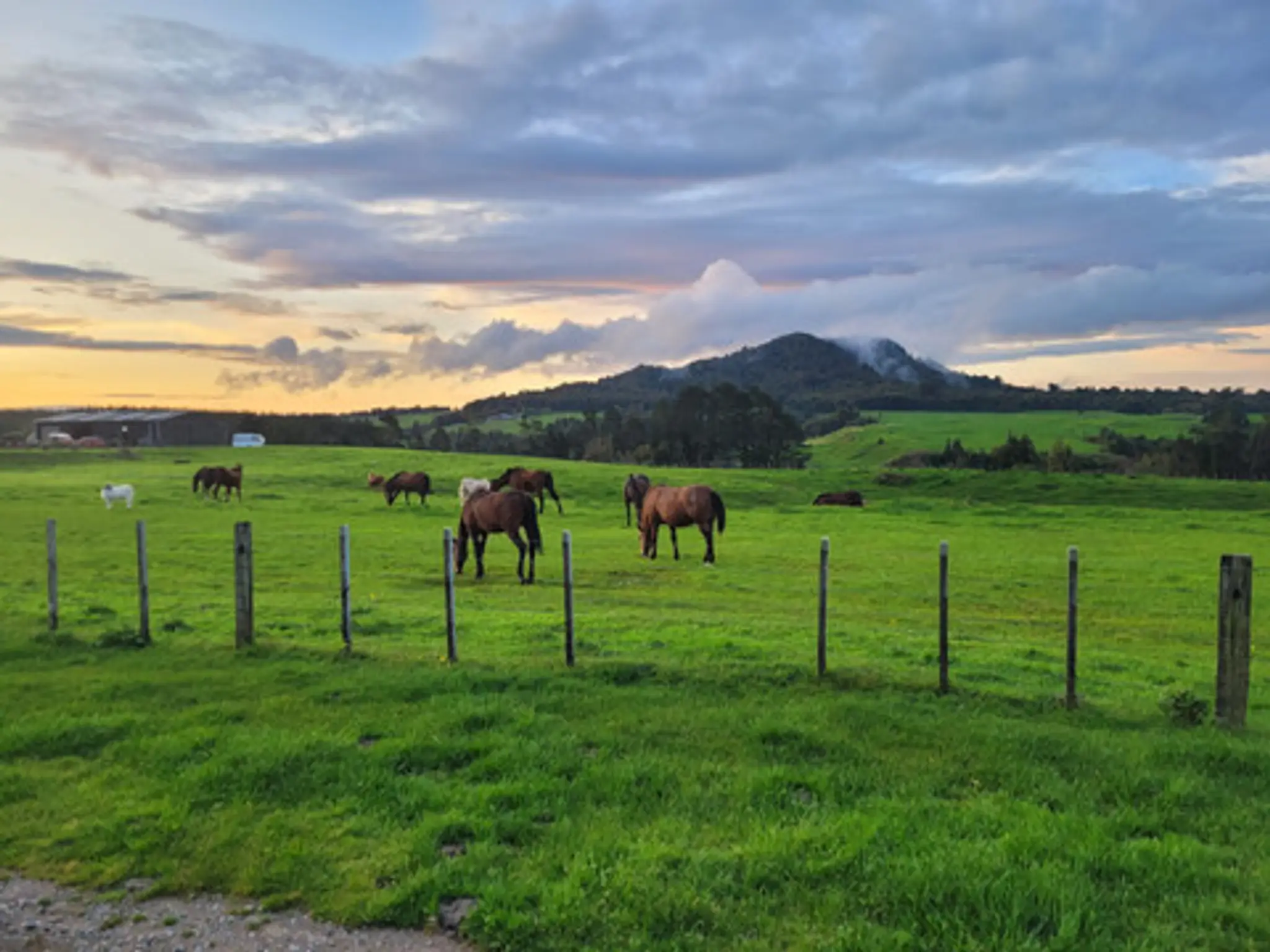 Huntaway Farms Horse Trekking