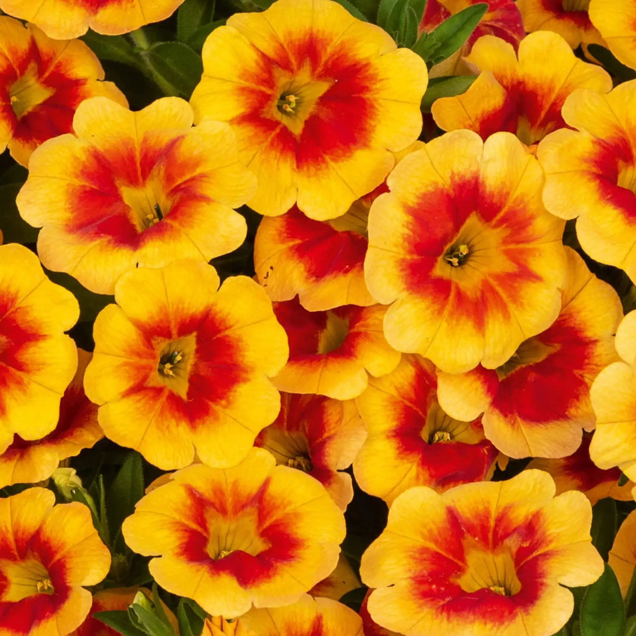 Vanderwees Garden Gallery