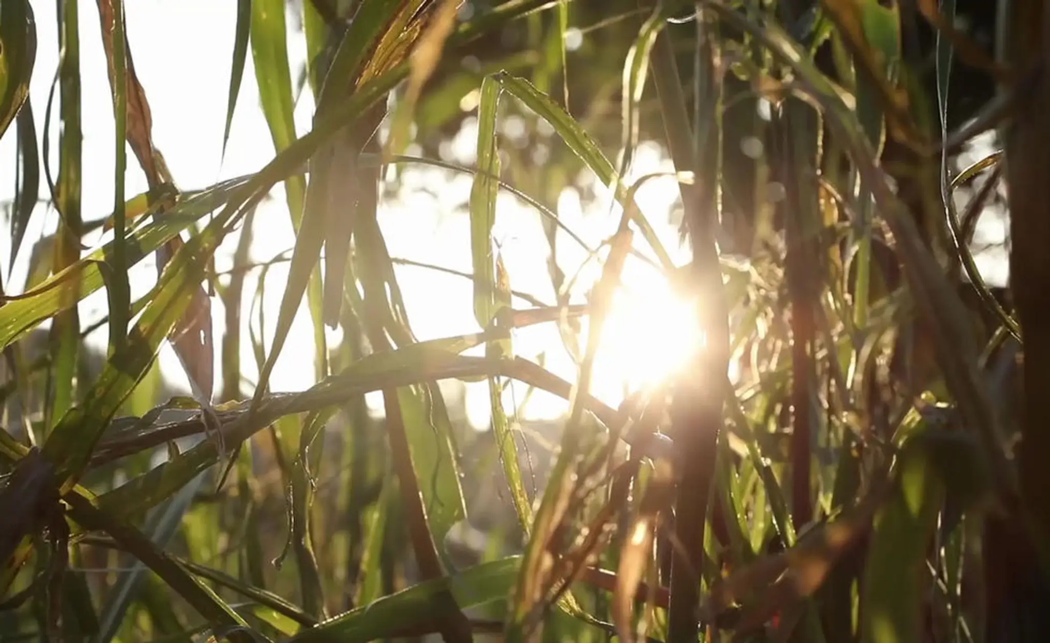 Exmoor Horse Riding & Trekking Centre
