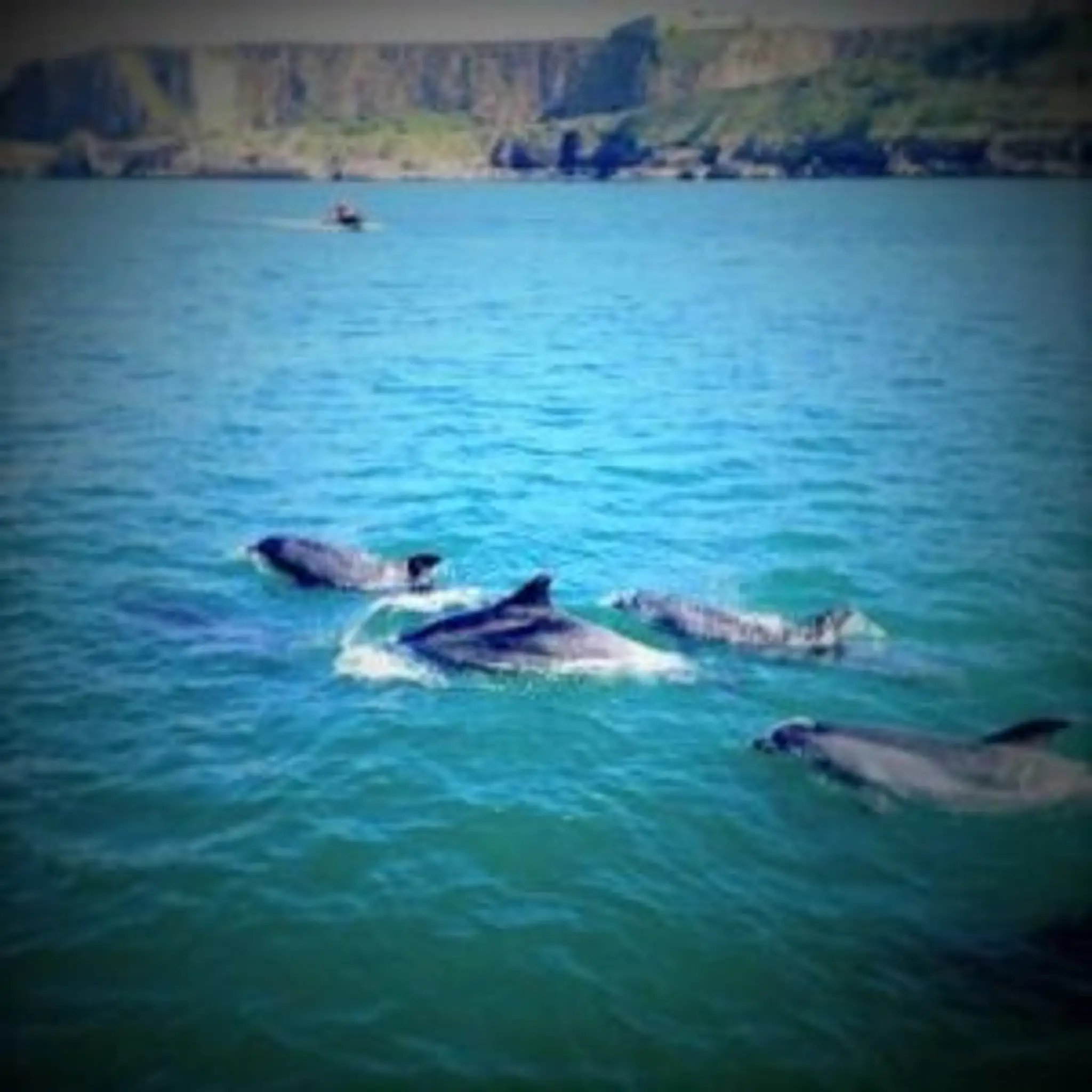 Funfish Trips & Dolphin Watching