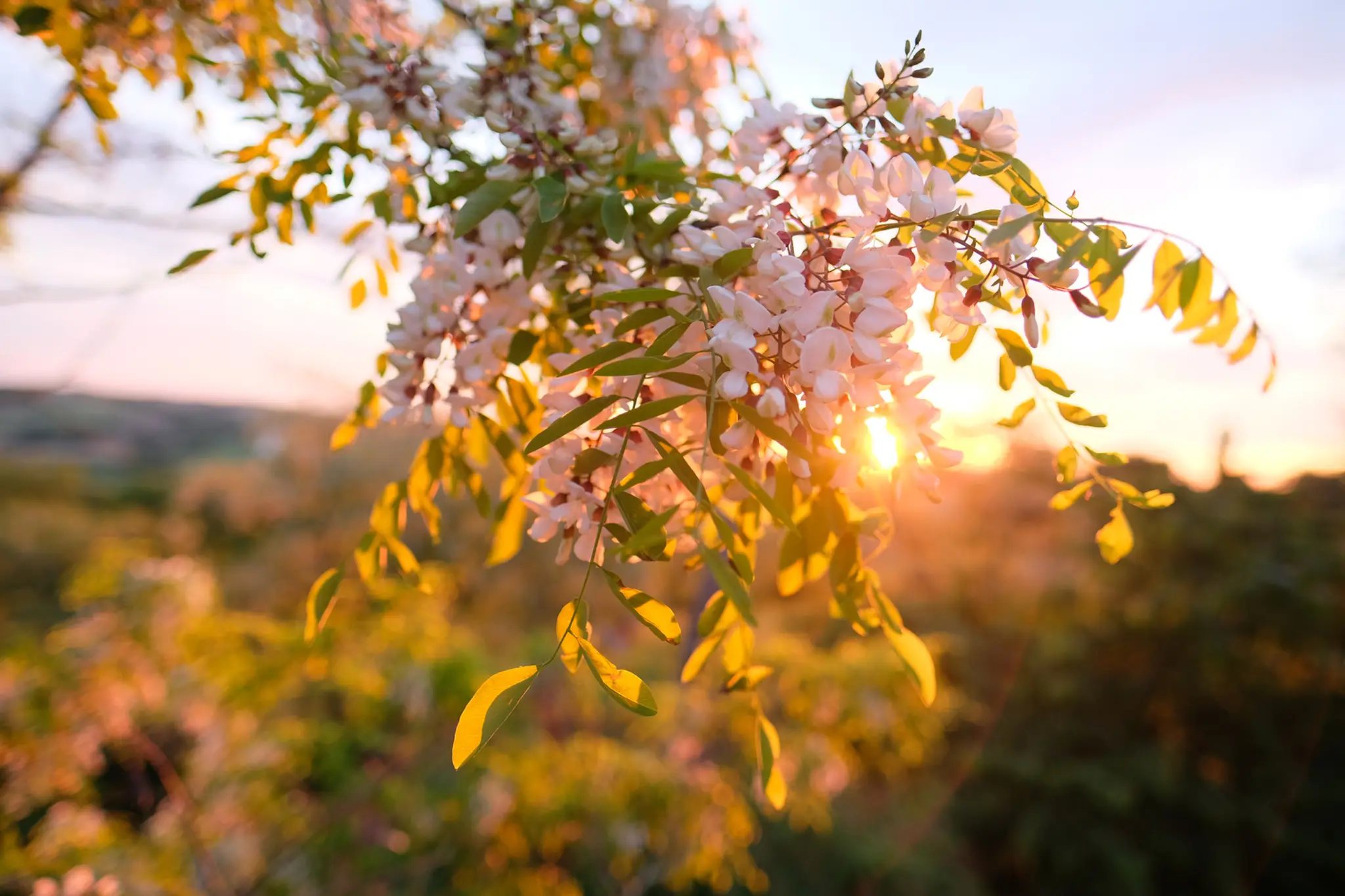 monYOGA Yoga & Cuisine