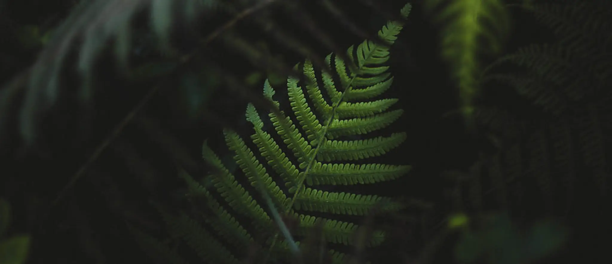 Audrey Illuminatrice