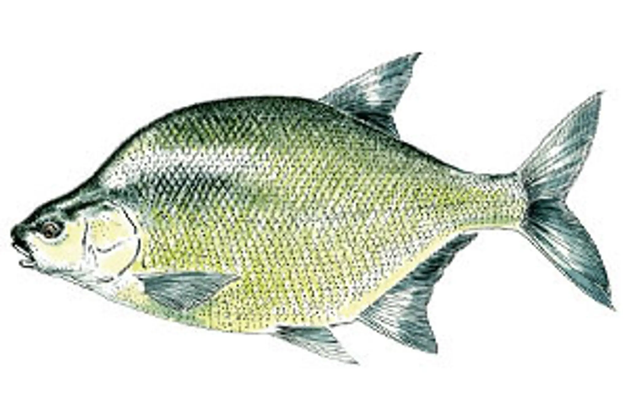 ÉTANGS FÉDÉRAL DES BALLASTIÈRES AIRE SUR LA LYS