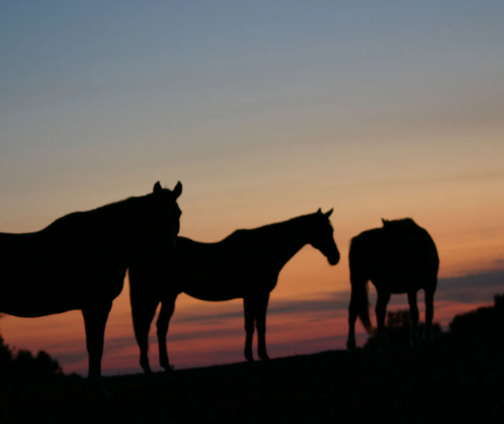 Celtic Roots Equestrian