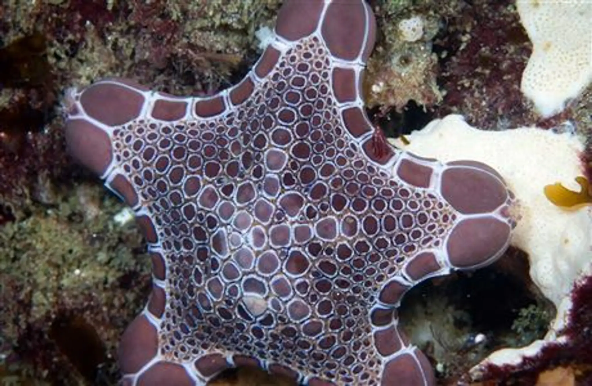 Ulva Island Te Wharawhara, Marine Reserve