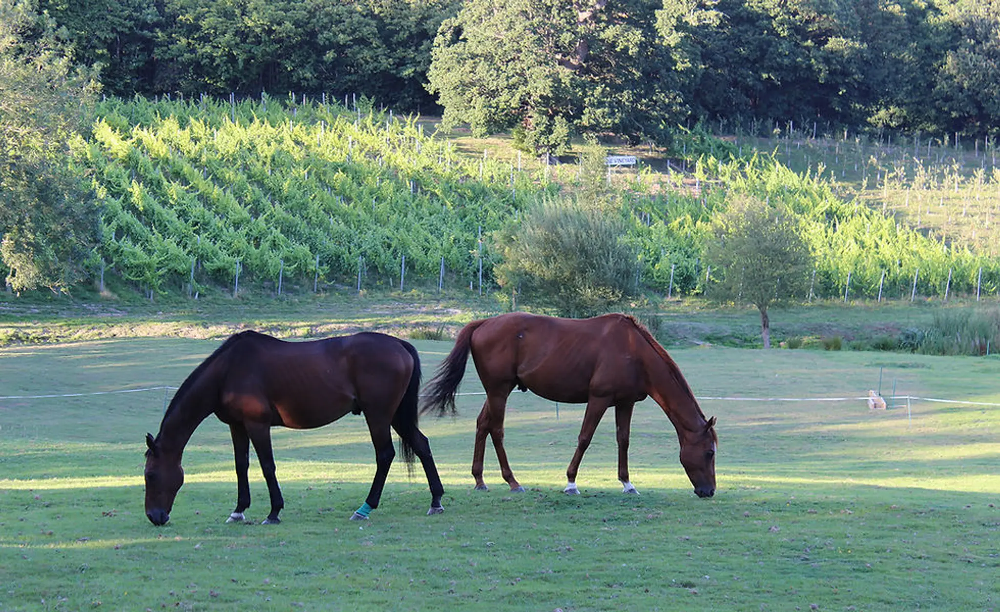 Buckswood Riding School