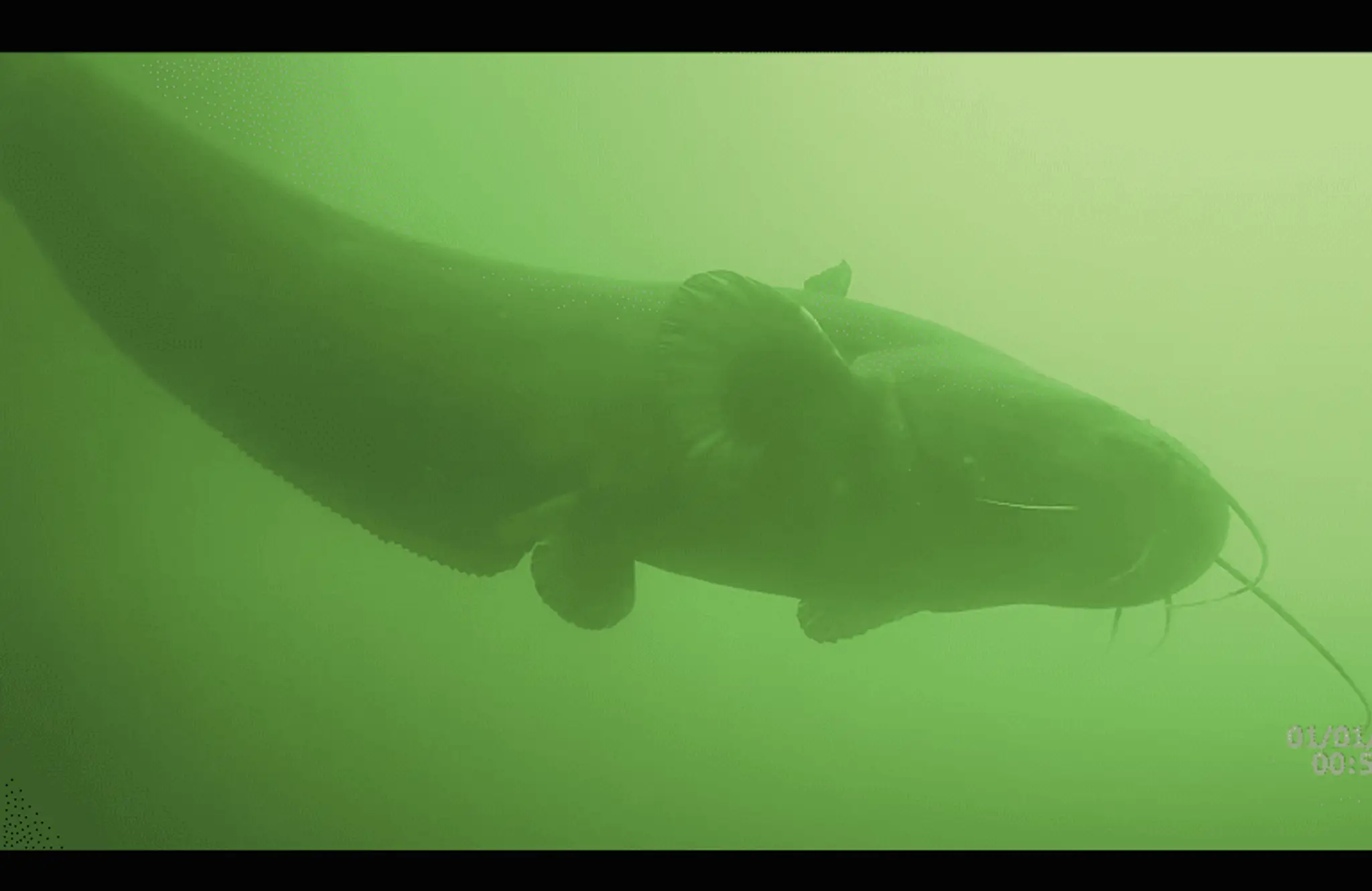 Hippocampe Club Plongée 52