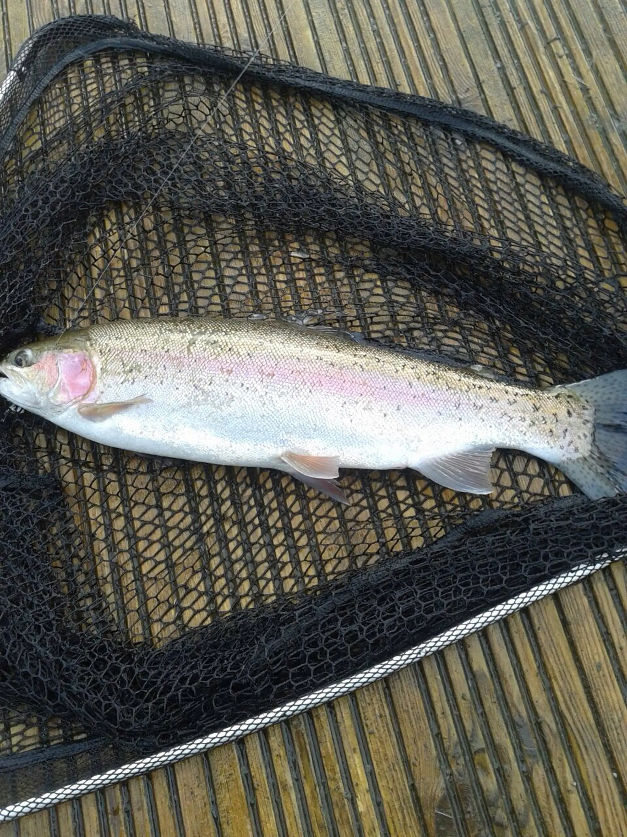 Aberdare and District Angling Association