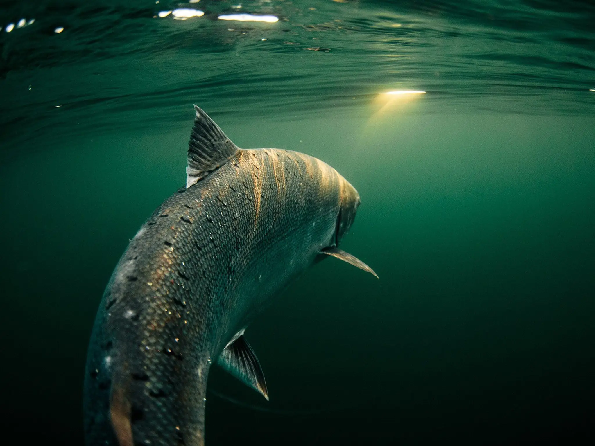 Kumdis River Lodge Ltd