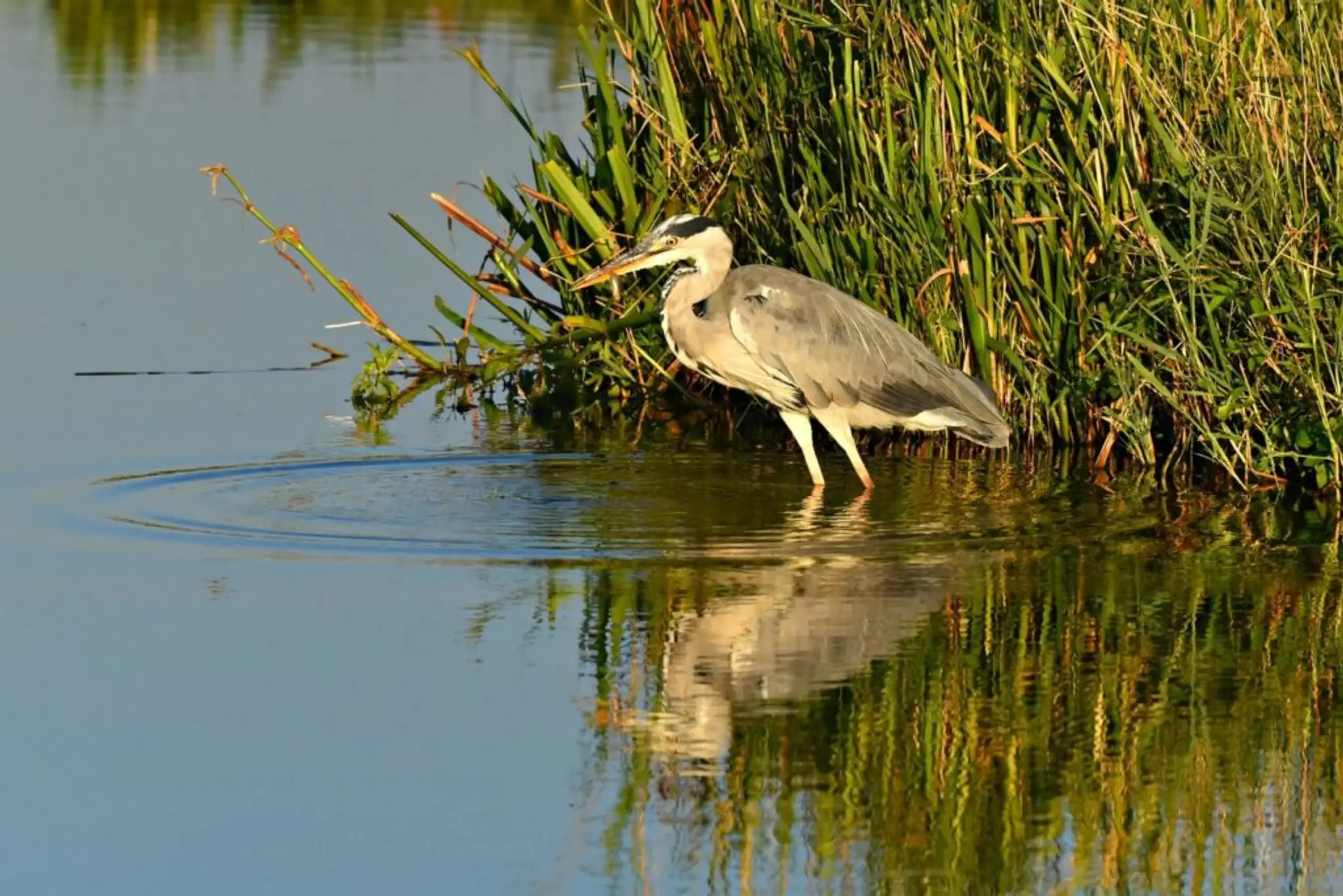 Herons Park Campsite