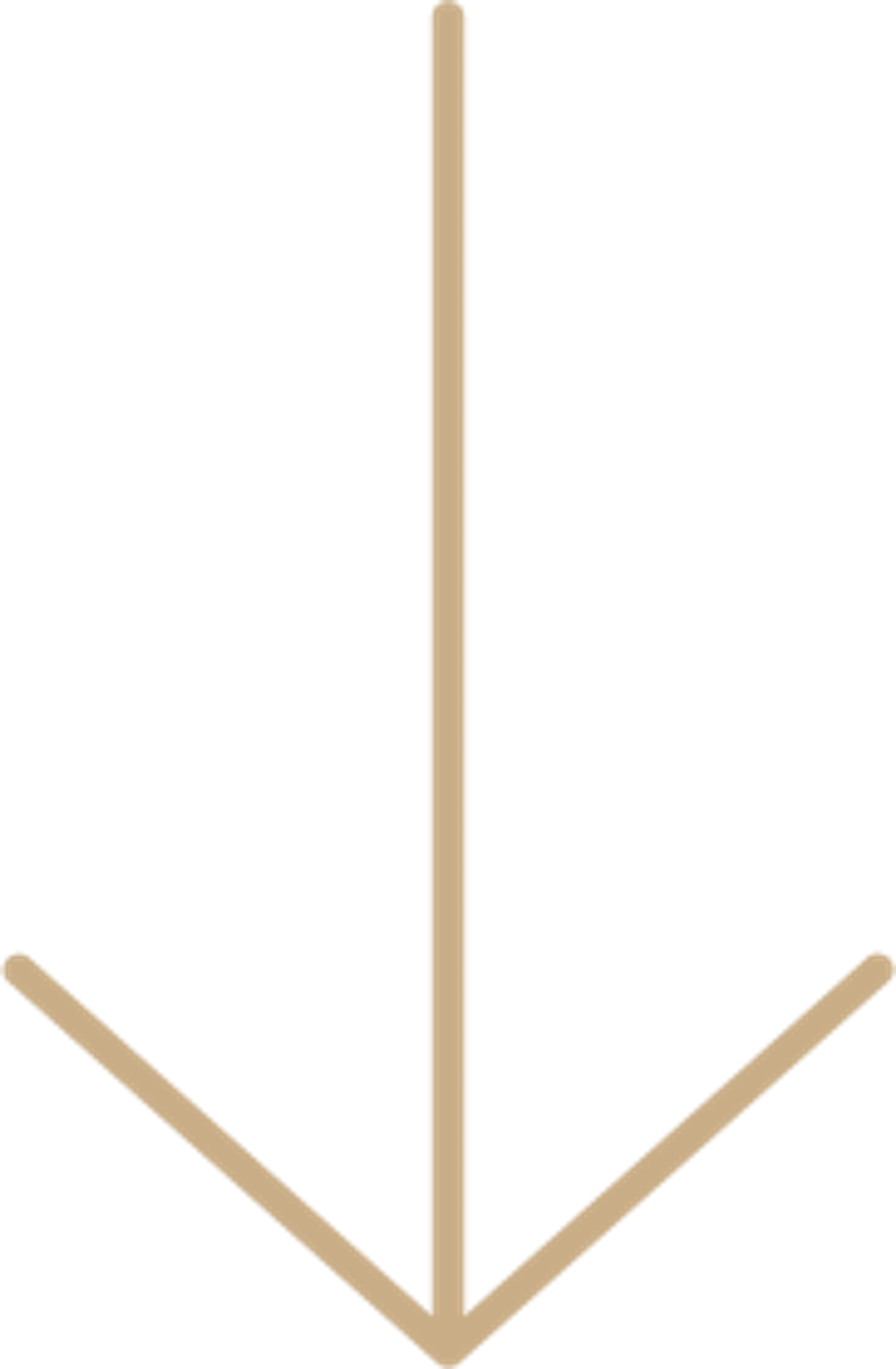 Belly Dance with Zabelle