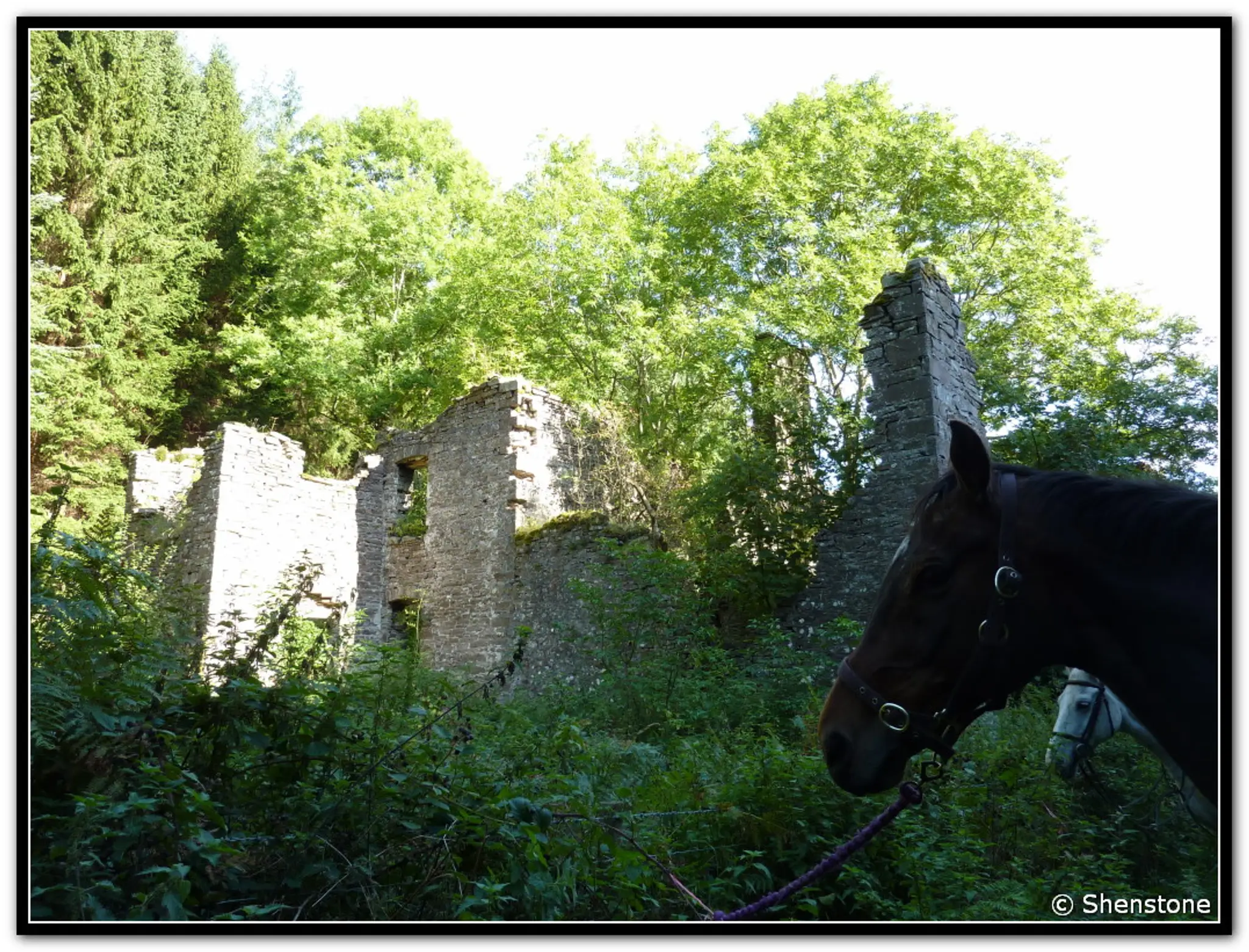 Ellesmere Riding & Trekking Centre