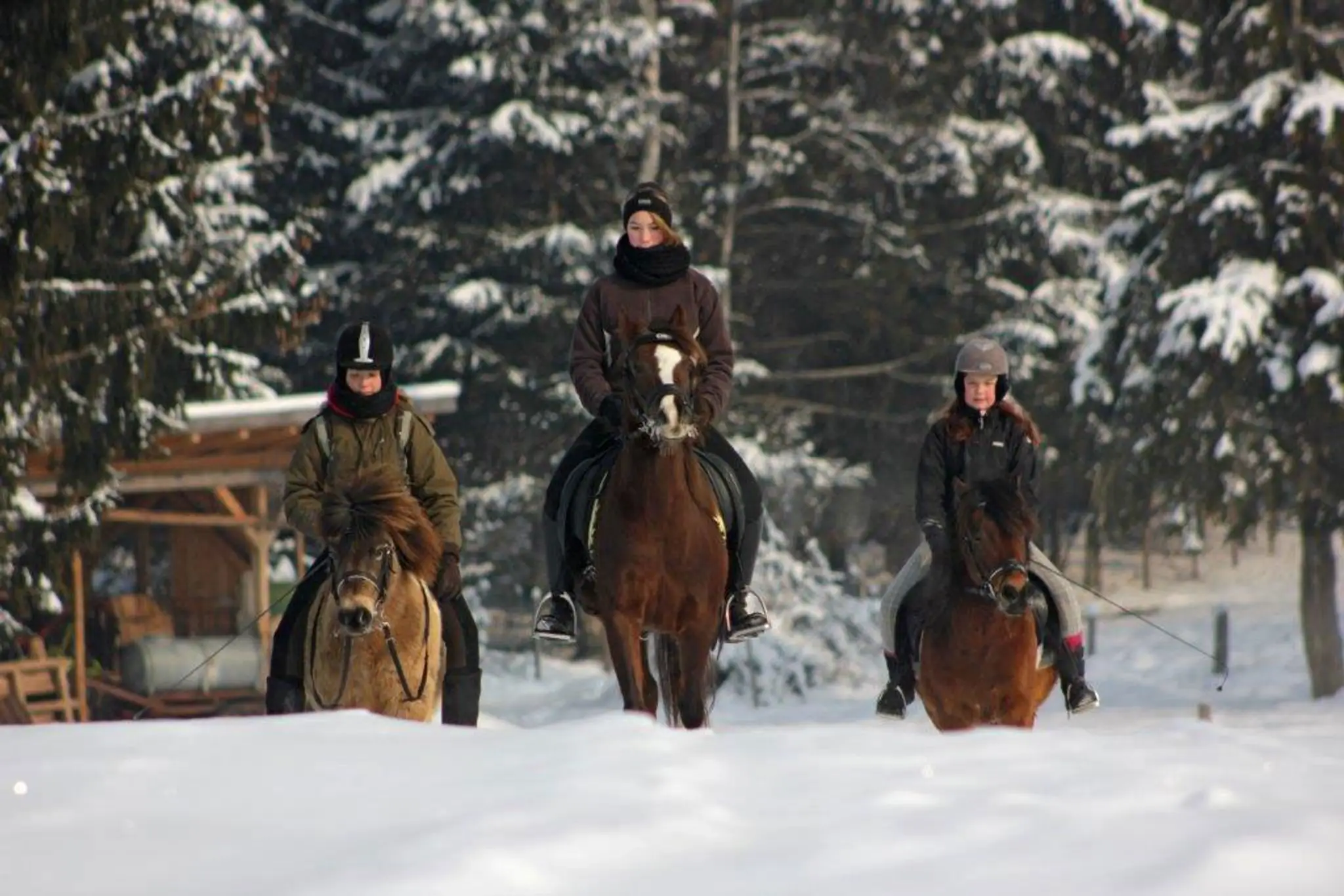 Ponyhof Fischer Sieglinde Merath