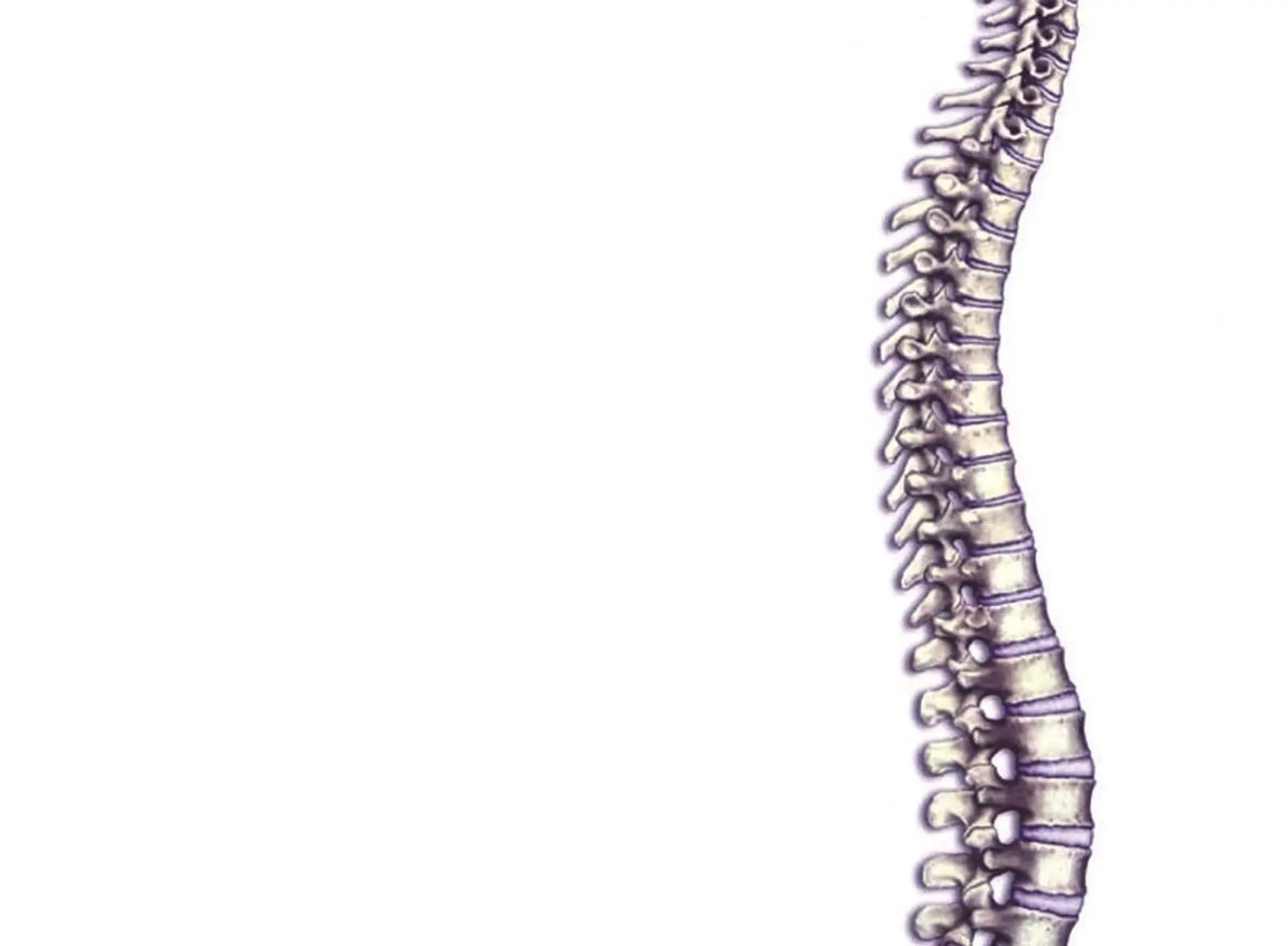 Lasting Touch Human and Animal Chiropractic