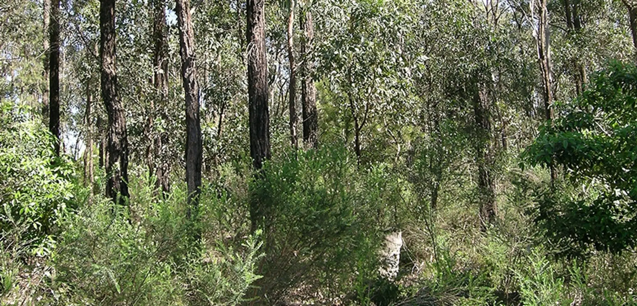Smalls Creek Walkway