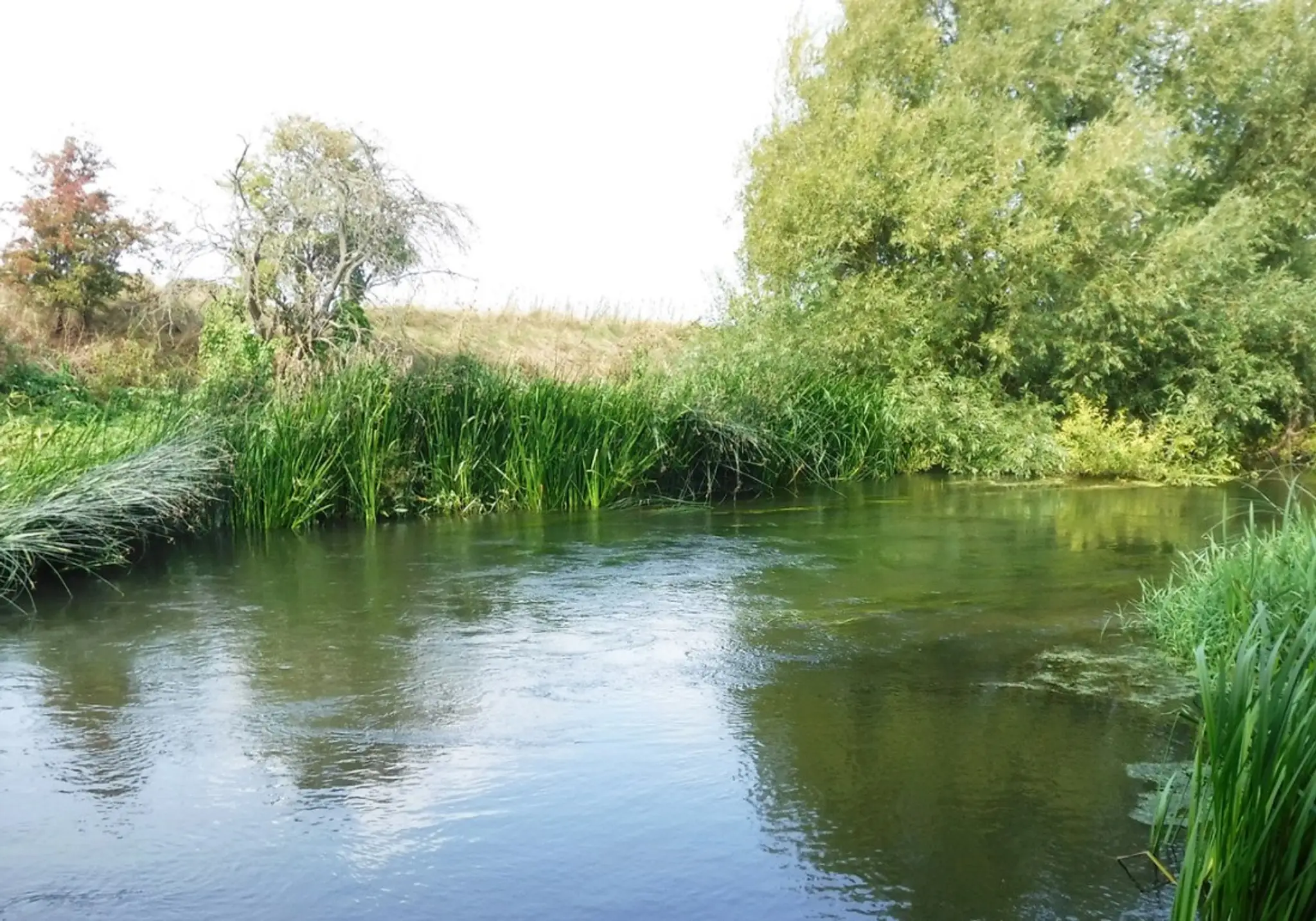 River Ouse - Milton Ernest Fishery (Verulam Angling Club)