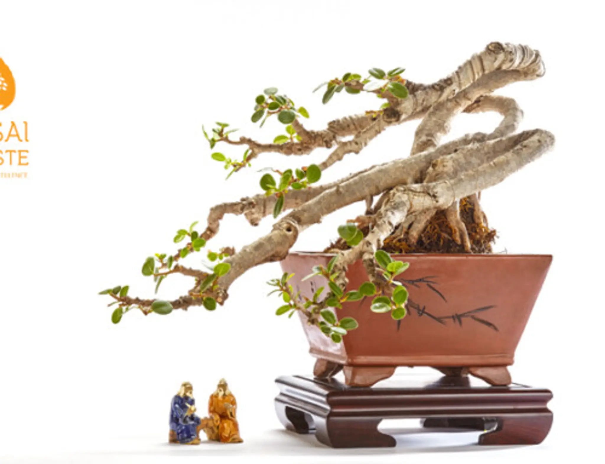Bonsai