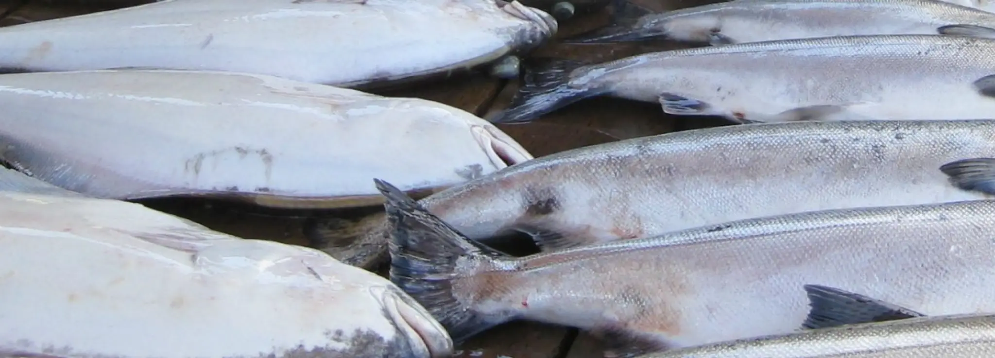 Salmon Eye Fishing Charters