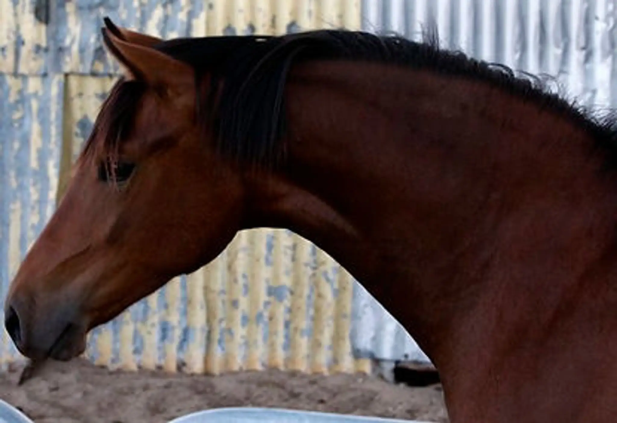 SANDELI PARK TRAIL RIDING CENTRE