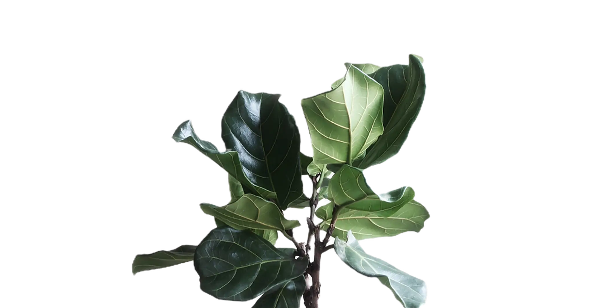 Home to Health - Sands Chiropractic