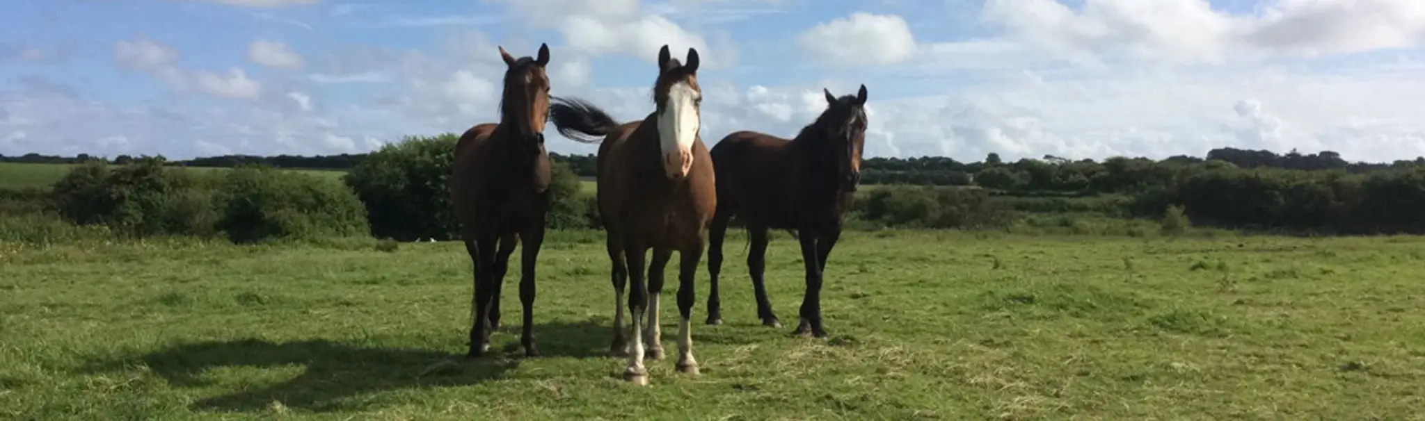 Dimlands Riding Schools