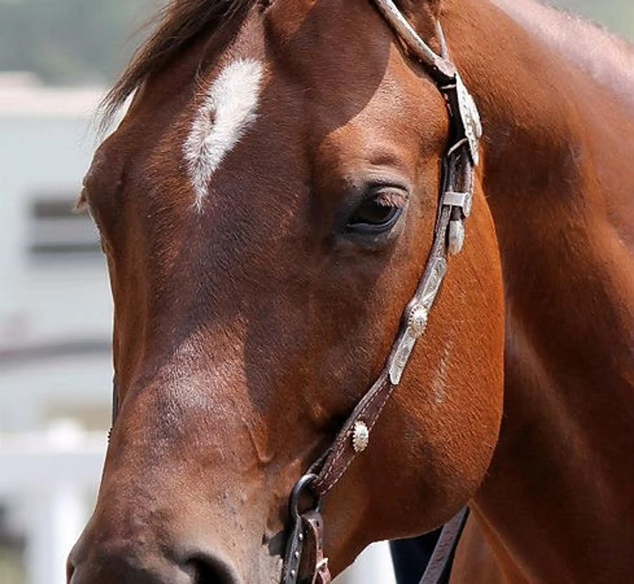 Ranch Lt Performance