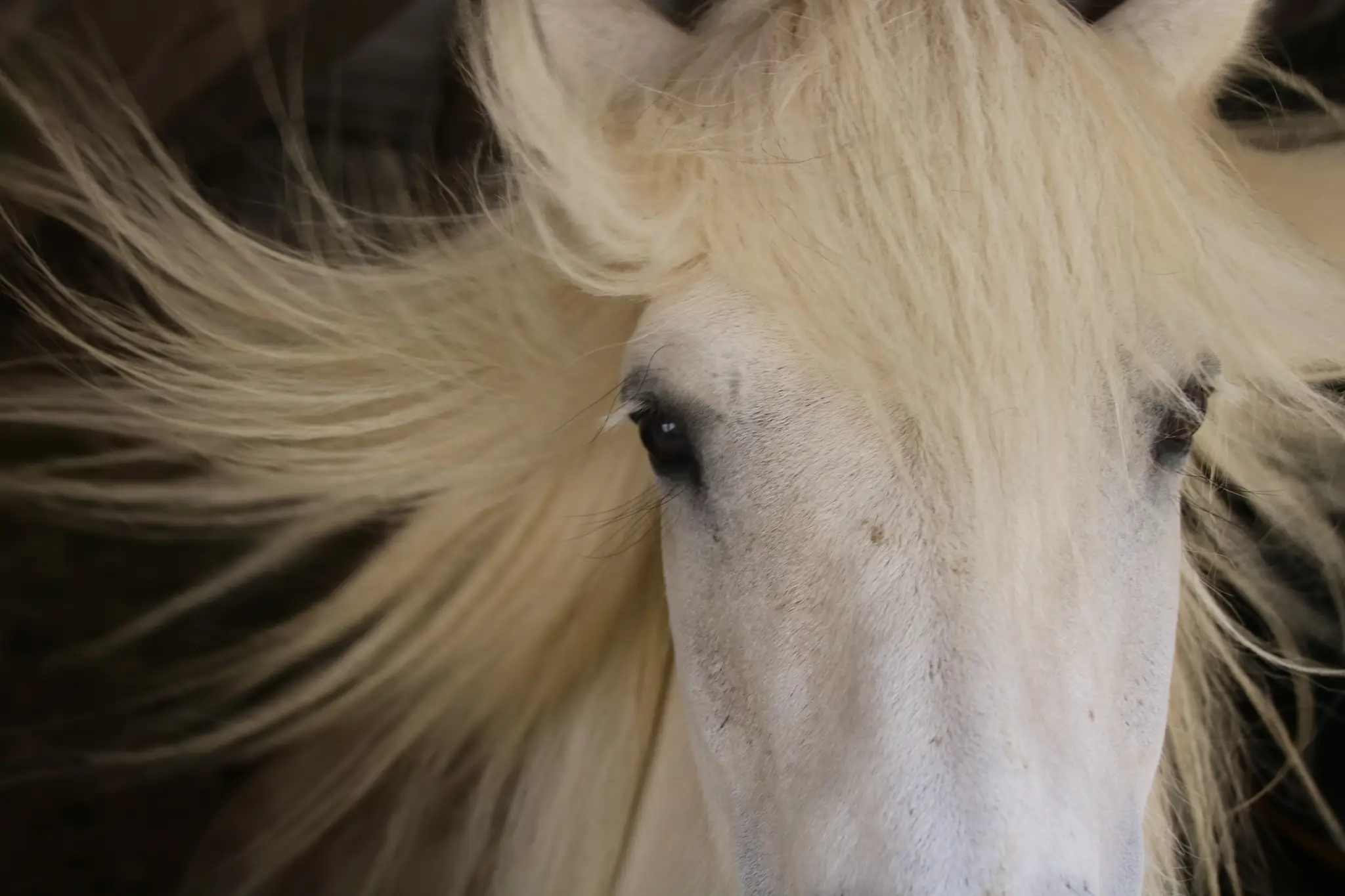 The Stables at Cissbury