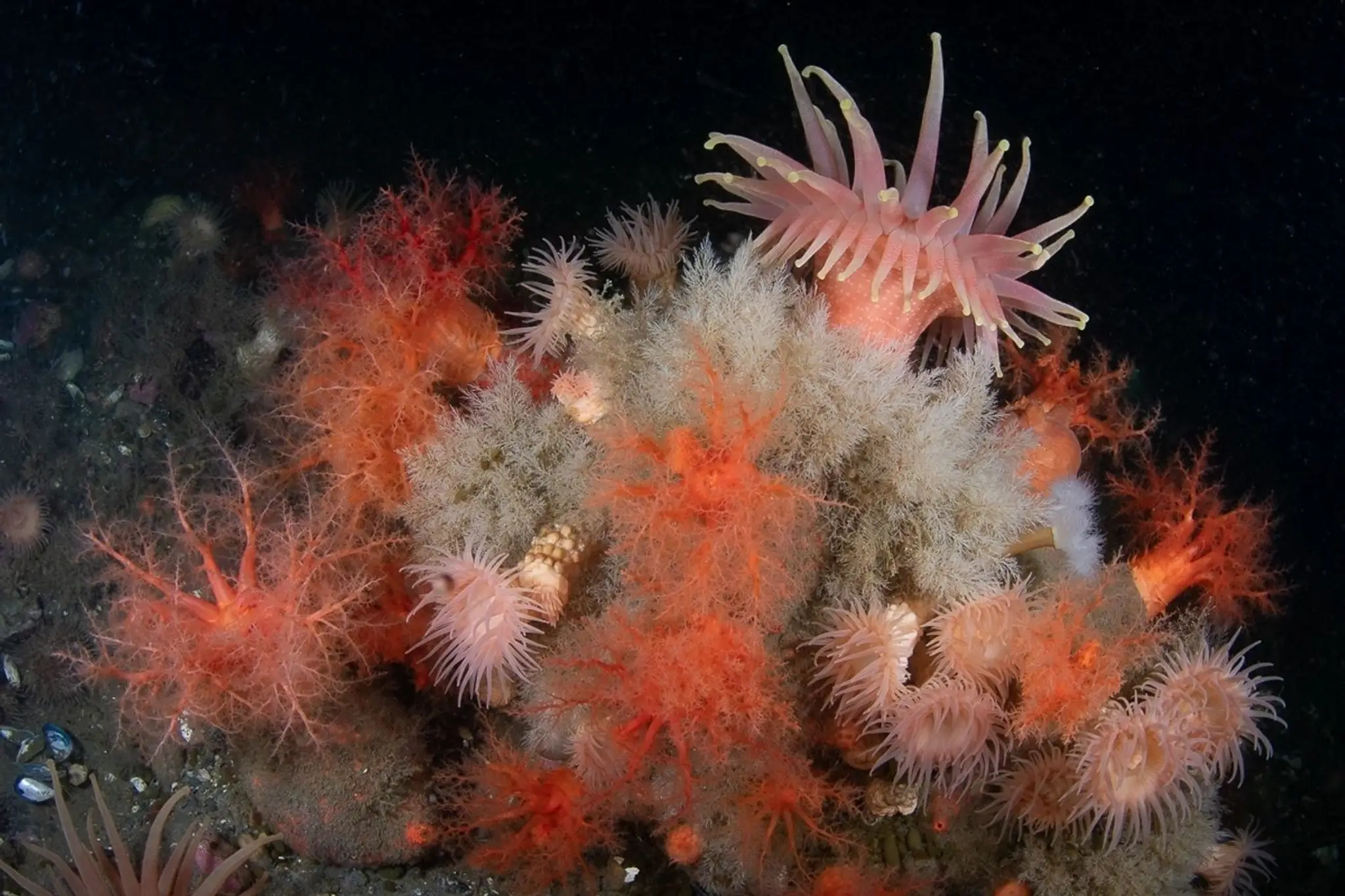 Centre de plonge du Bas St-Laurent
