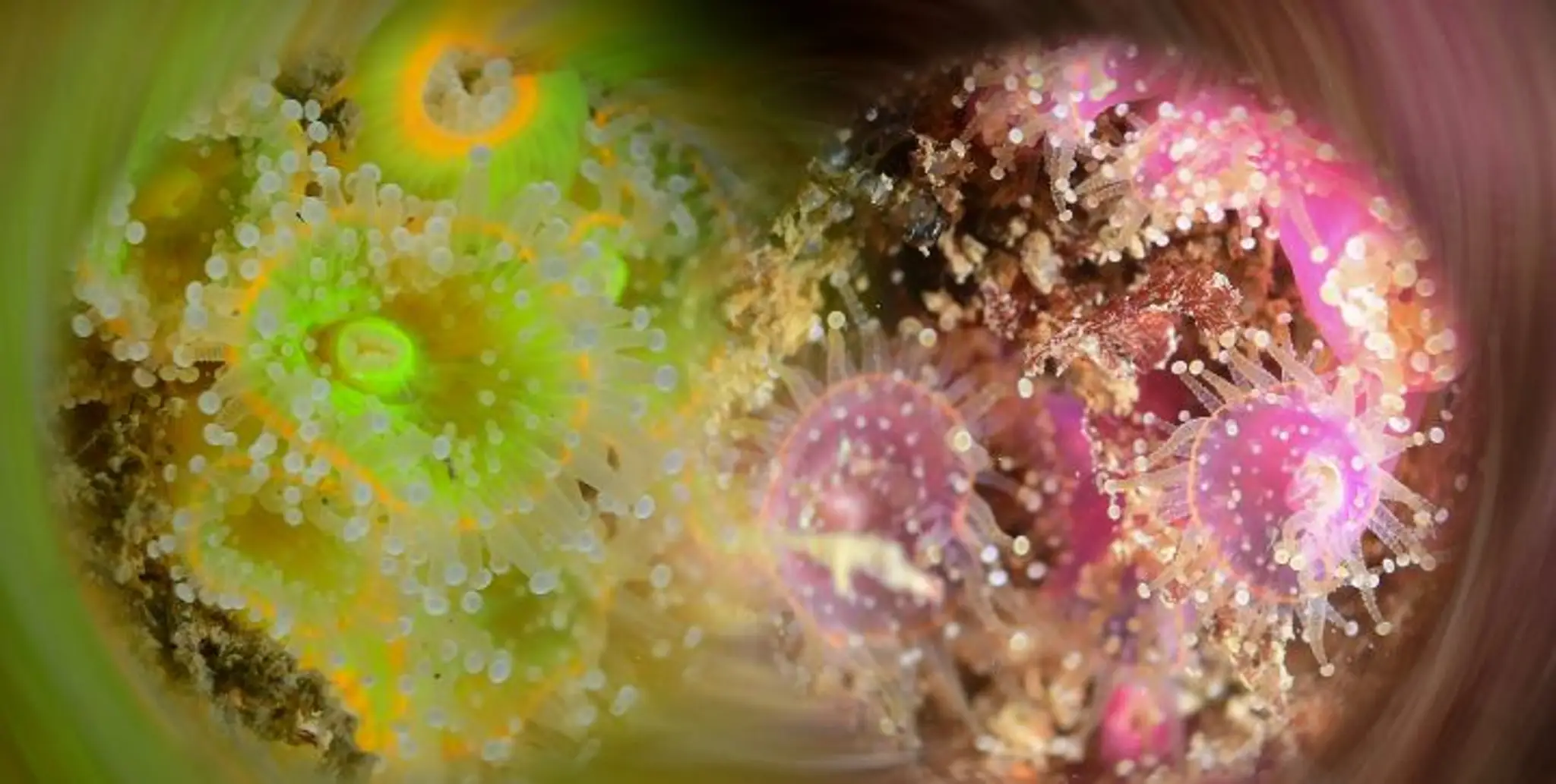 Club de Plongée Arcachonnais